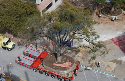 Large Tree Moving University of Texas Austin