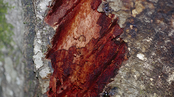 Pest And Disease Sudden Oak Death Sideimage 608X341