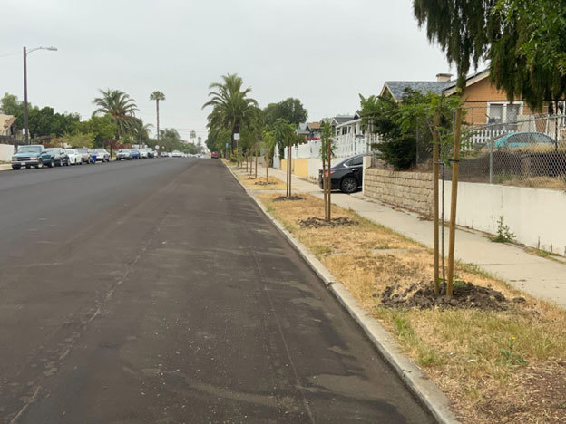 Sustainable Tree Planting 1