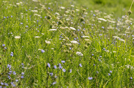 Wssi Banner1440x500