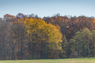 A grove of trees across a field and in the distance with fall-colored leaves.
