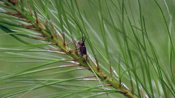 Pest And Disease Pine Wilt Sideimage2 608X341