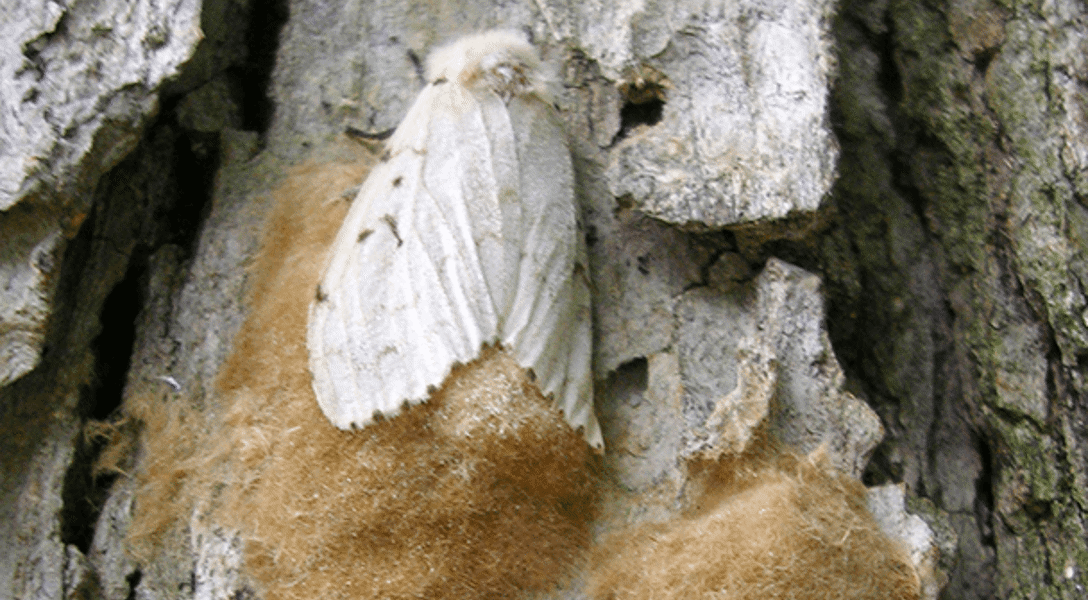 Spongy Moth Damage | Davey Tree