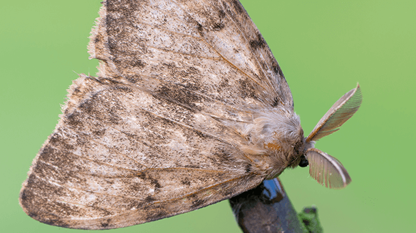 Pest And Disease Center Gypsy Moth Sideimage 608X341