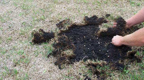 Pest And Disease Turf Grubs Sideimage2 608X341