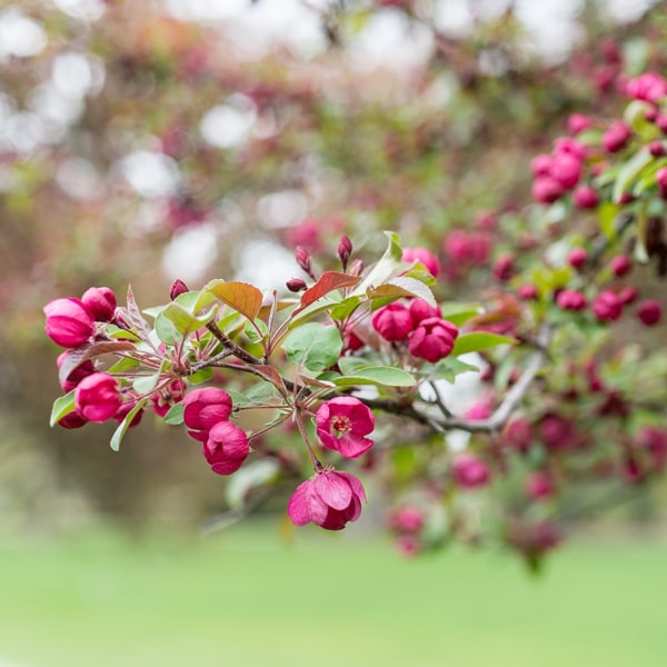 Adirondack Crabapple
