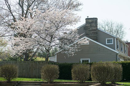 flowering tree next to a house
