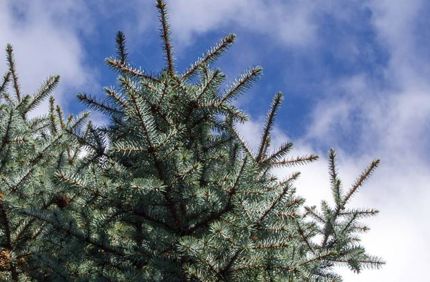 CO tree and sky