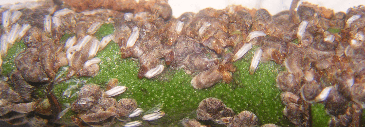 Pest And Disease Center Euonymus Scale Banner 1440X500