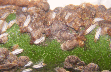 Pest And Disease Center Euonymus Scale Banner 1440X500