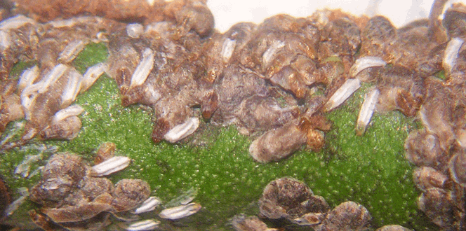 Pest And Disease Center Euonymus Scale Banner 1440X500