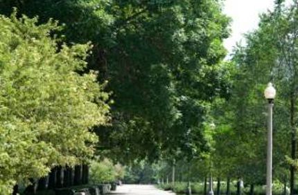 tree lined street