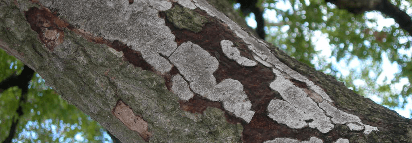 Pest And Disease Hypoxylon Canker Of Oaks Banner 1440X500