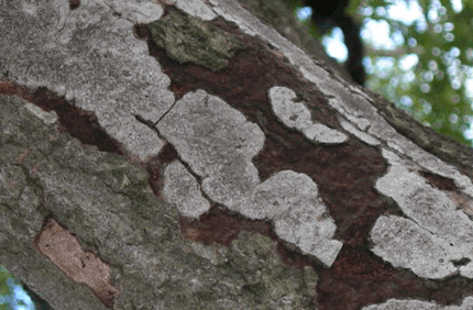 Pest And Disease Hypoxylon Canker Of Oaks Banner 1440X500