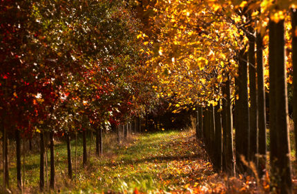 fall trees