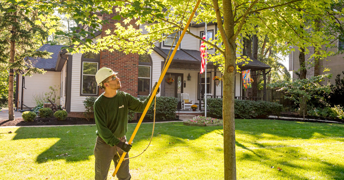 5 Best Tree Trimming Tools | Davey Tree
