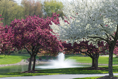 A white, flowering tree in the midground with two purple flowering trees and a pond in the background in sunny weather