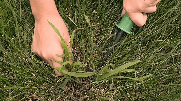Pest And Disease Crabgrass Sideimage 608X341