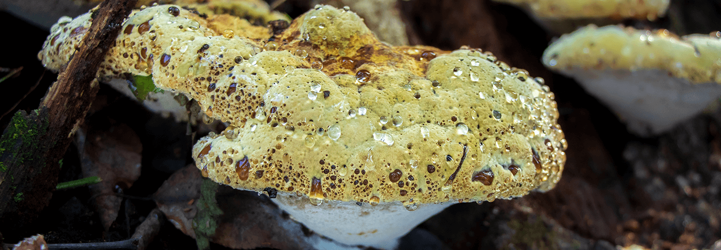 Pest And Disease Oak Bracket Banner 1440X500