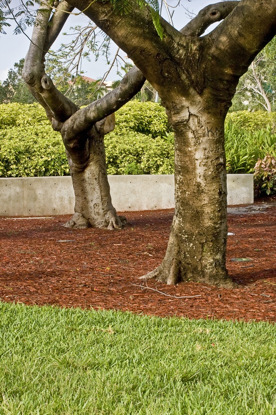 Tree With Mulch