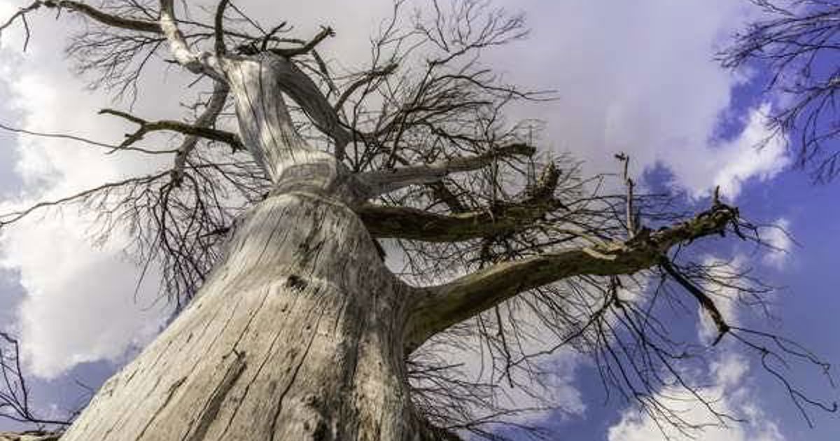 Signs a Tree Might be Dying and How to Save It | Davey Tree