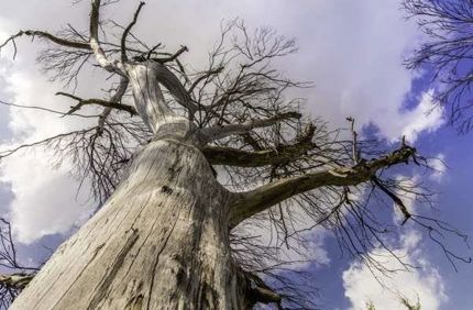 Split Bark