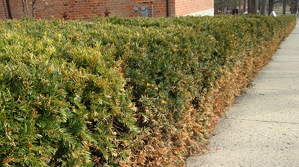 Commercial Blog Winter Landscape Side Image3 608X341