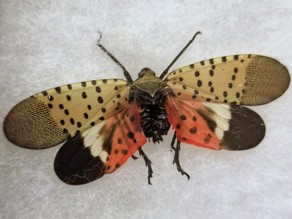 Spotted Lantern Fly
