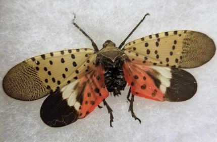 Microsoftteams Image (6)