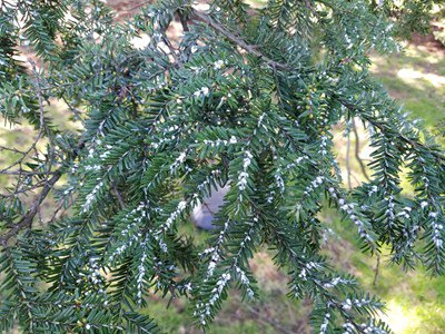 hemlock woolly adelgid