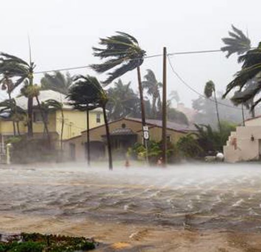 What To Do About Palm Tree Hurricane Damage Davey Tree