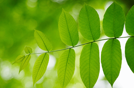 Native Trees