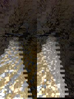 An upward view of a tall tree with snow on its trunk