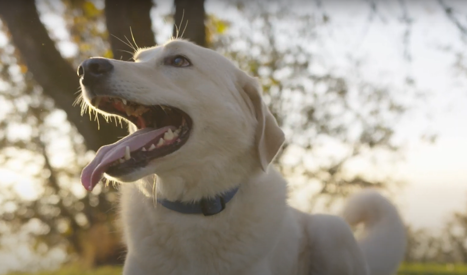 Is soil first lawn care safe for pets and children