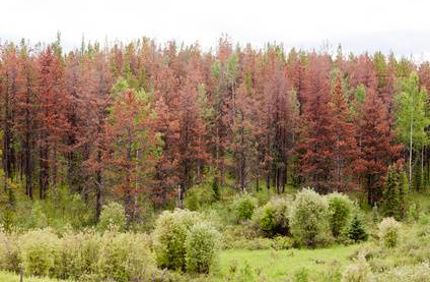 Dead Trees From Mountain Pine Beetle Davey Tree
