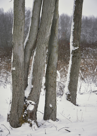 Several gray tree trunks with snow.
