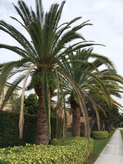 Ganoderma On Phoenix Light