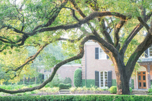 Colonial brick house with huge live oak tree and beautifully landscaped front yard driveway. Shady tree branches with leaves backlit warm morning light.