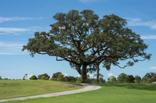 Oak Tree