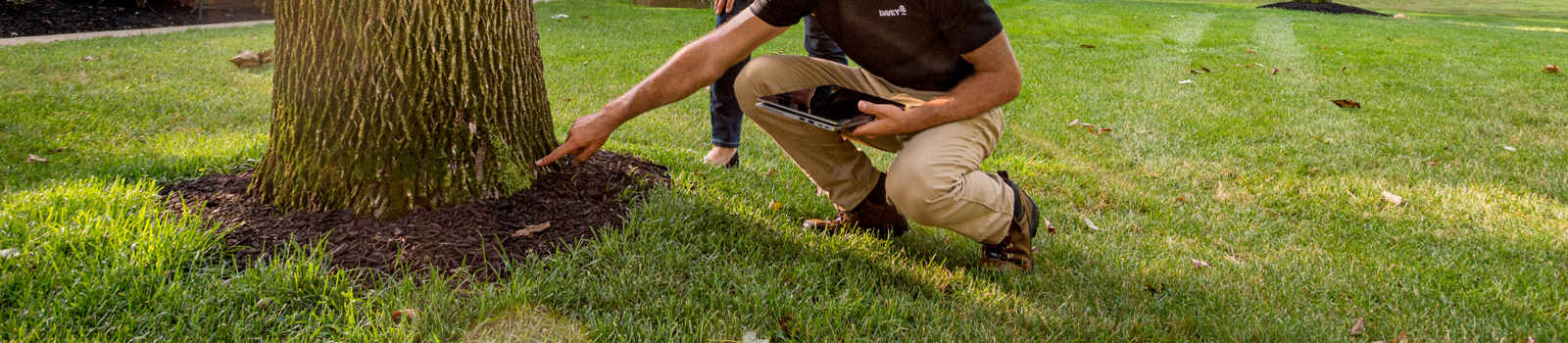 Tree Health Inspection Services & Treatment | Davey Tree