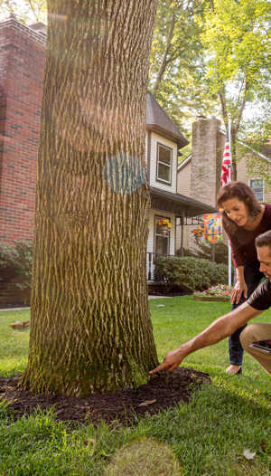 Tree Health Inspection Services & Treatment | Davey Tree