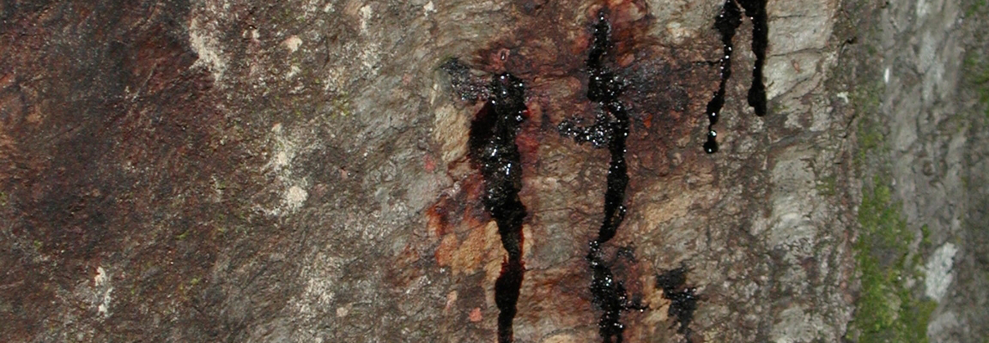 Pest And Disease Sudden Oak Death Banner 1440X500