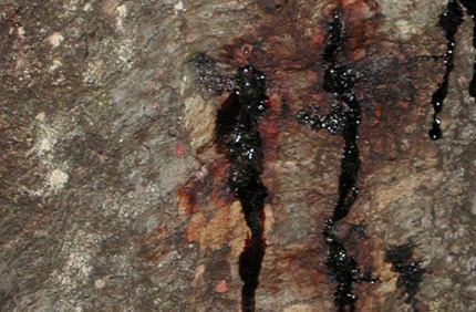 Pest And Disease Sudden Oak Death Banner 1440X500