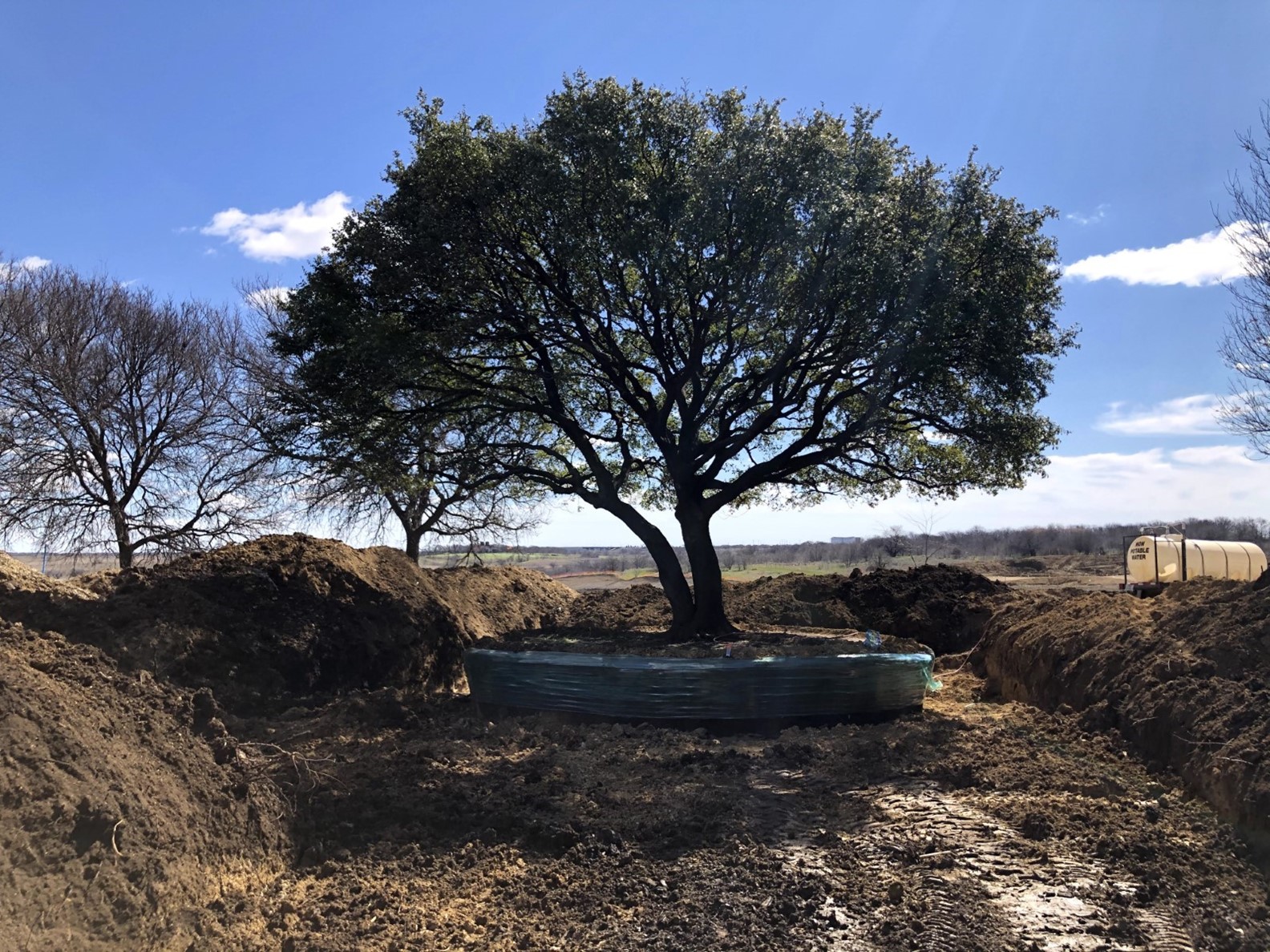 Large Tree Moving (1)