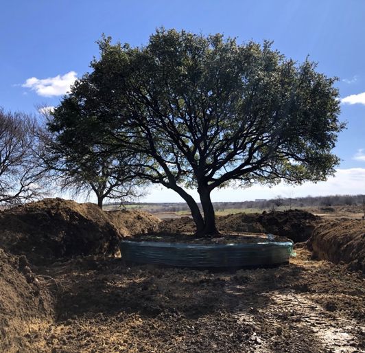 Large Tree Moving (1)