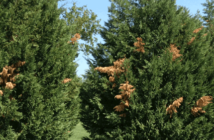 Pest And Disease Canker Banner 1440X500