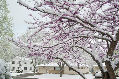 pink flowering tree with snow