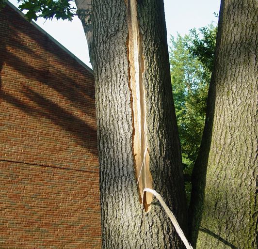Tree Lightning Injury Lightning Protection | Tree Storm Damage | Davey Tree