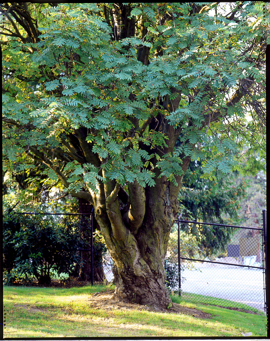 A large European mountain ash with thick foliage in front of a wire fence