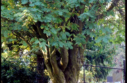 Europeanmountainash